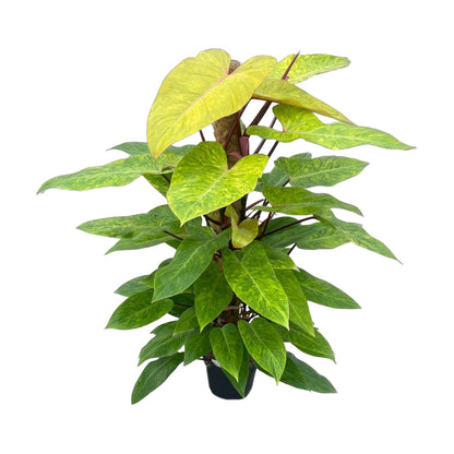  Philodendron 'Painted Lady':H 120 Cm Pot D24 Cm