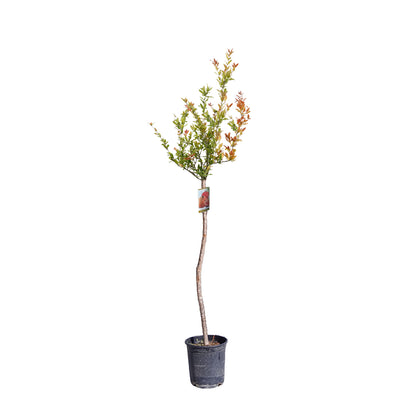  Grenadier (Punica Granatum) : Pot De 10L
