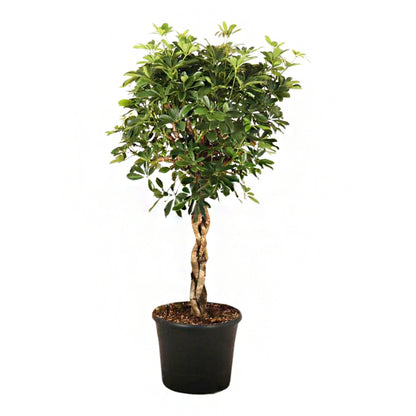 Schefflera 'Compacta' Tressée : Pot D. 32 Cm - H. 140 Cm