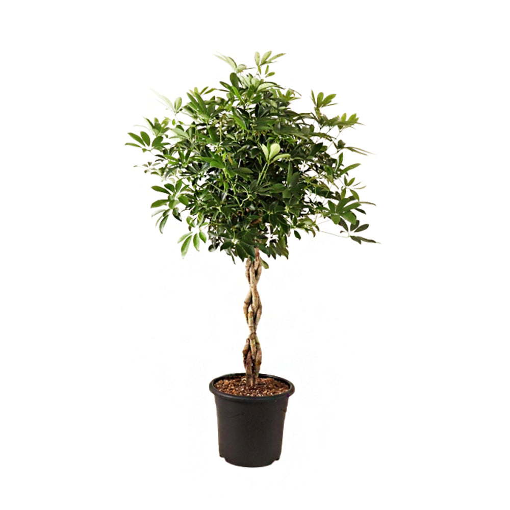  Schefflera 'Compacta' Tressée : Pot D. 32 Cm - H. 140 Cm