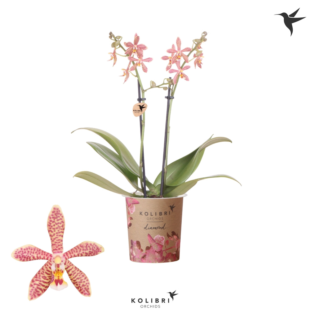  Phalaenopsis 'Spider Orange' - Pot D 9cm
