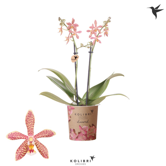  Phalaenopsis 'Spider Orange' - Pot D 9cm