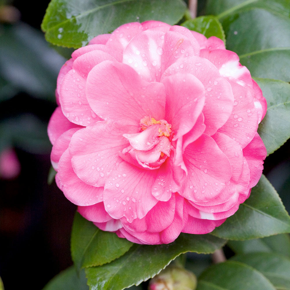  Camelia, 1/4 De Tige : Pot 10L