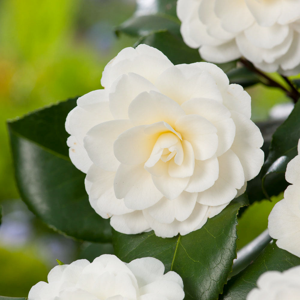  Camelia, 1/4 De Tige : Pot 10L