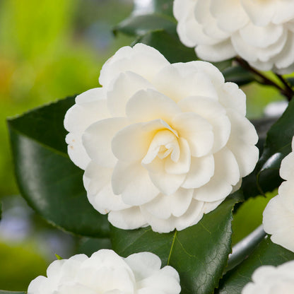  Camelia, 1/4 De Tige : Pot 10L
