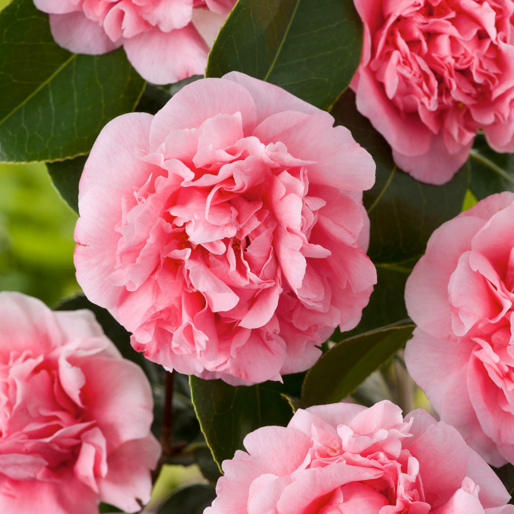  Camelia, 1/4 De Tige : Pot 10L