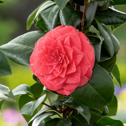  Camelia, 1/4 De Tige : Pot 10L