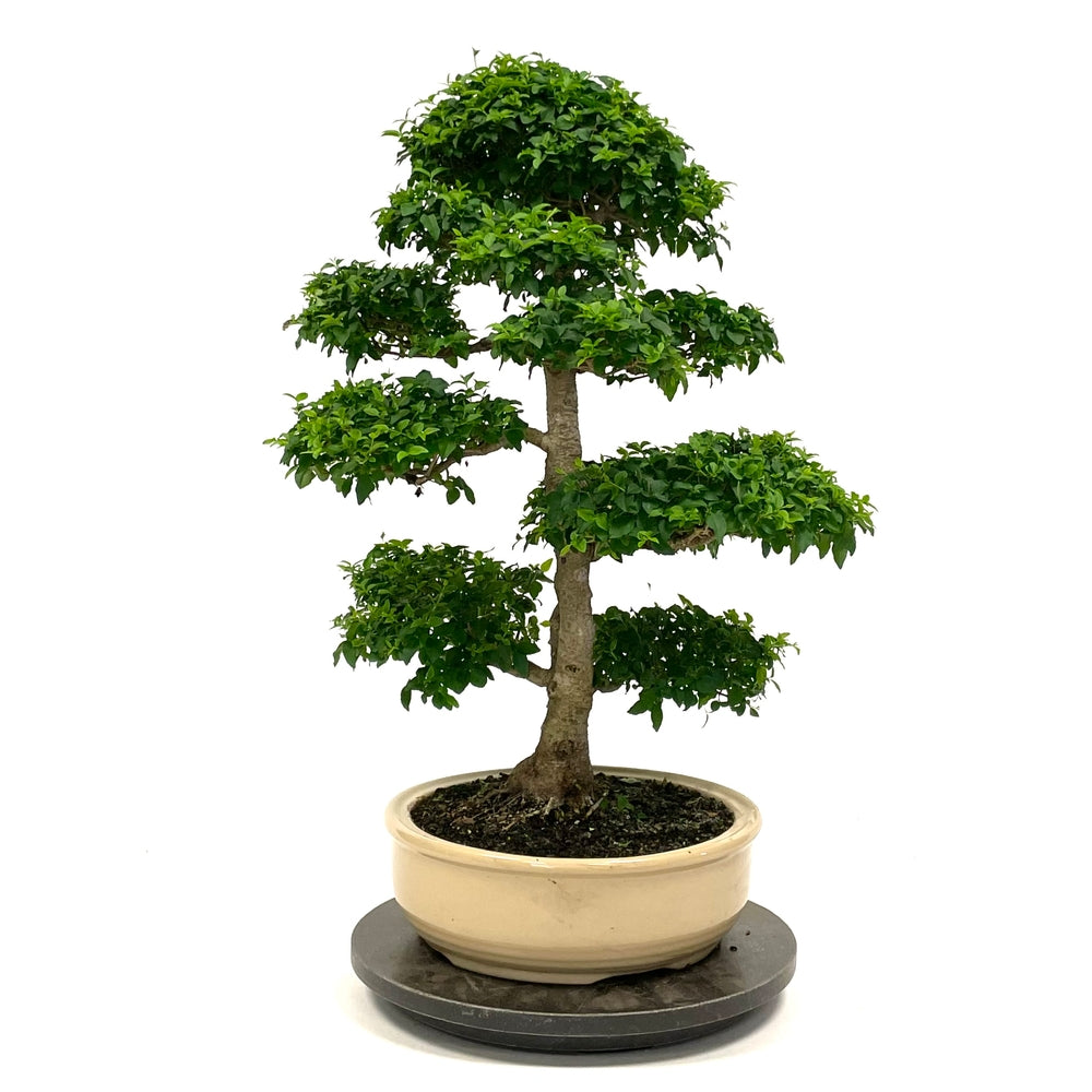  Bonsaï Ligustrum - 19 Ans - Pot + Soucoupe