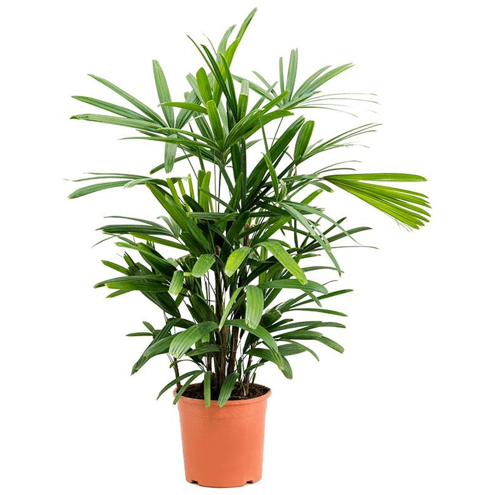  Rhapis Excelsa 5/6 Pieds - Pot D 21cm