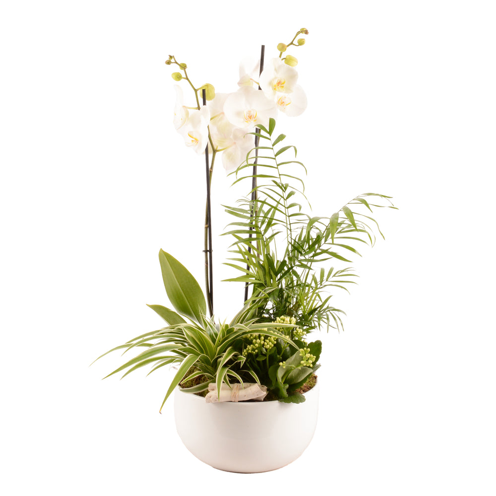  Composition Florale Phalaenopsis Avec 4 Plantes - Pot D.25cm/H.65cm