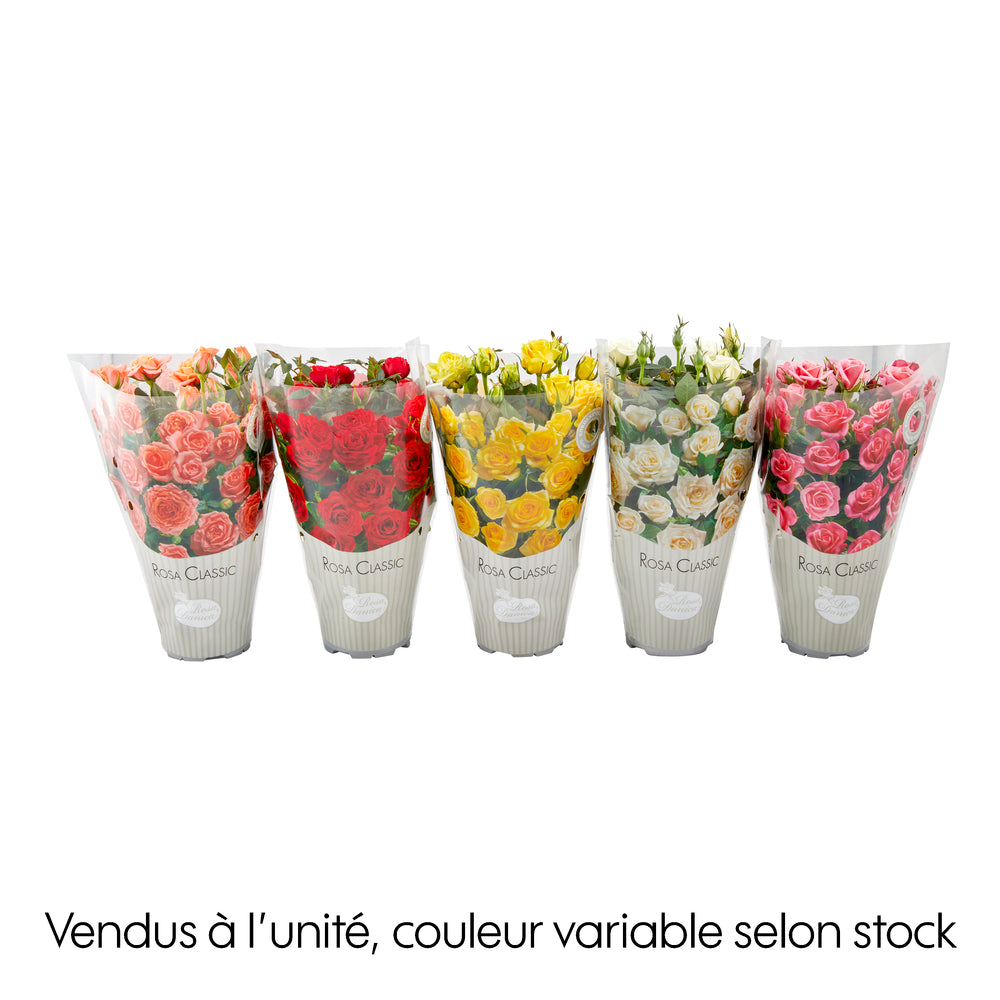  Rosier Classic Danica® - Pot 0,5L