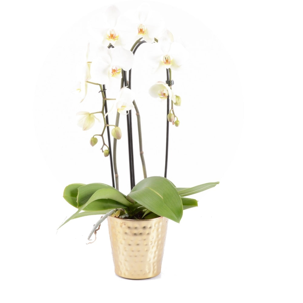  Phalaenopsis Cascade- 2 Tiges - Pot D 13cm - H 65cm