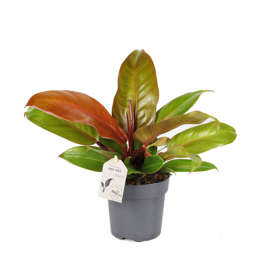  Philodendron 'Prince Of Orange' - Pot D 11cm