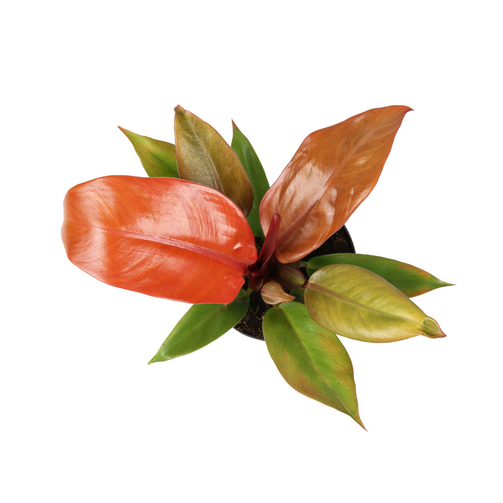 Philodendron 'Prince Of Orange' - Pot D 11cm