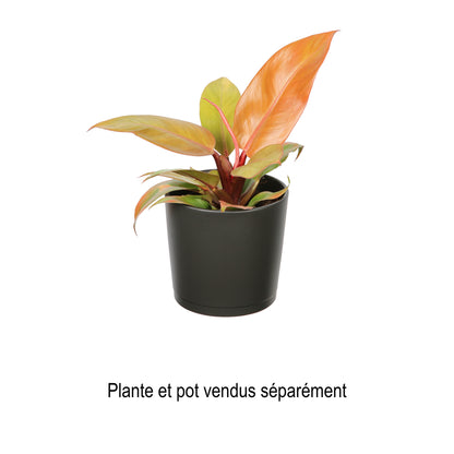  Philodendron 'Prince Of Orange' - Pot D 11cm