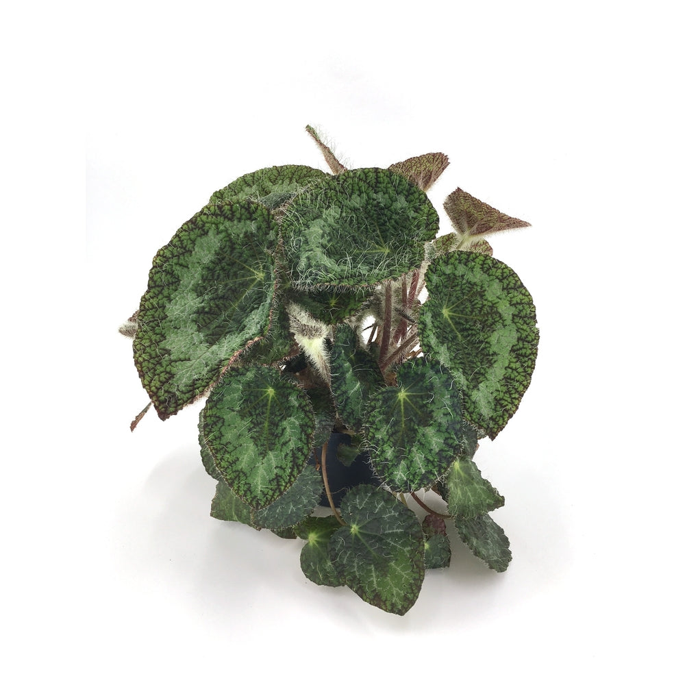  Begonia Rex Sizemoreae - Pot D 12cm