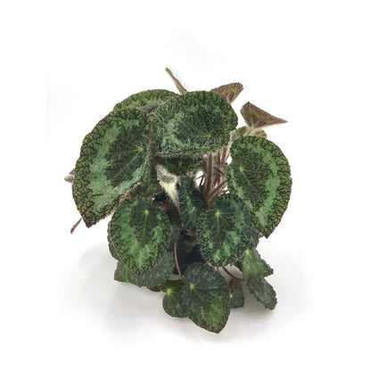  Begonia Rex Sizemoreae - Pot D 12cm