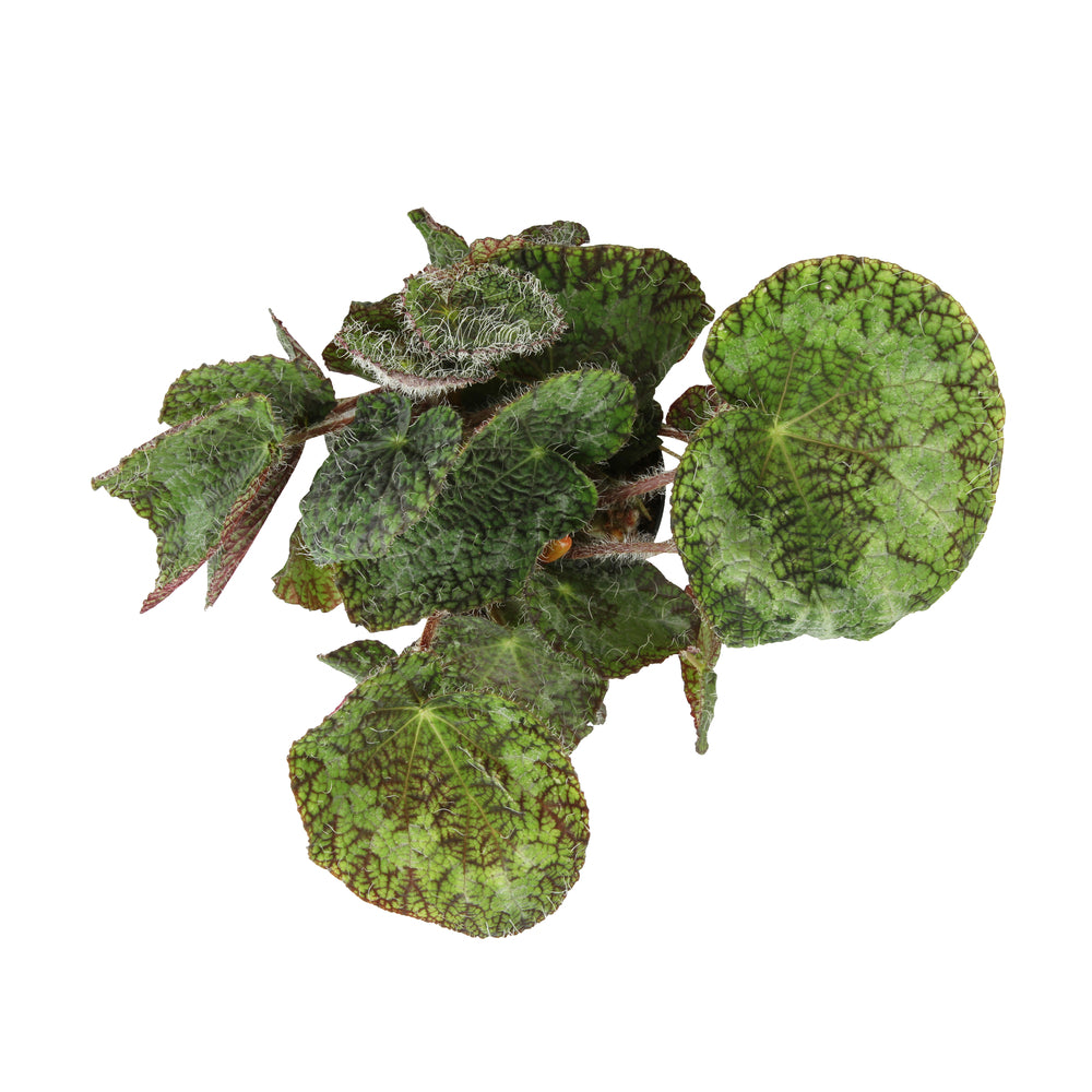  Begonia Rex Sizemoreae - Pot D 12cm