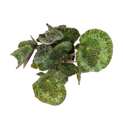  Begonia Rex Sizemoreae - Pot D 12cm