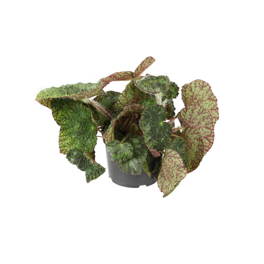  Begonia Rex Sizemoreae - Pot D 12cm