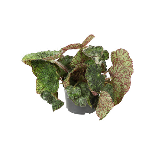  Begonia Rex Sizemoreae - Pot D 12cm
