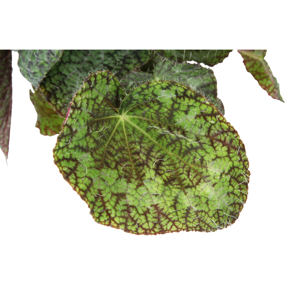  Begonia Rex Sizemoreae - Pot D 12cm