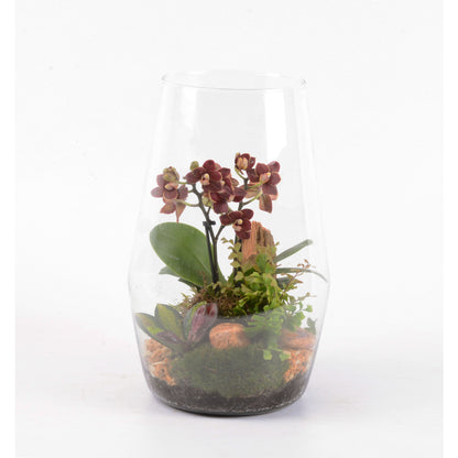  Terrarium Orchidée Phalaenopsis Avec 3 Plantes - D.20cm/H32cm