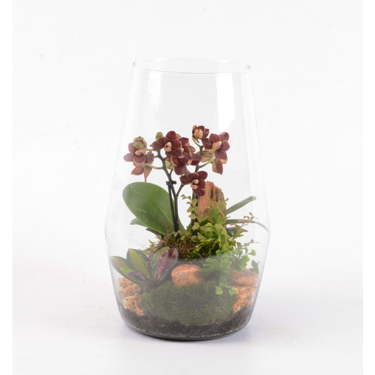 Terrarium Orchidée Phalaenopsis Avec 3 Plantes - D.20cm/H32cm