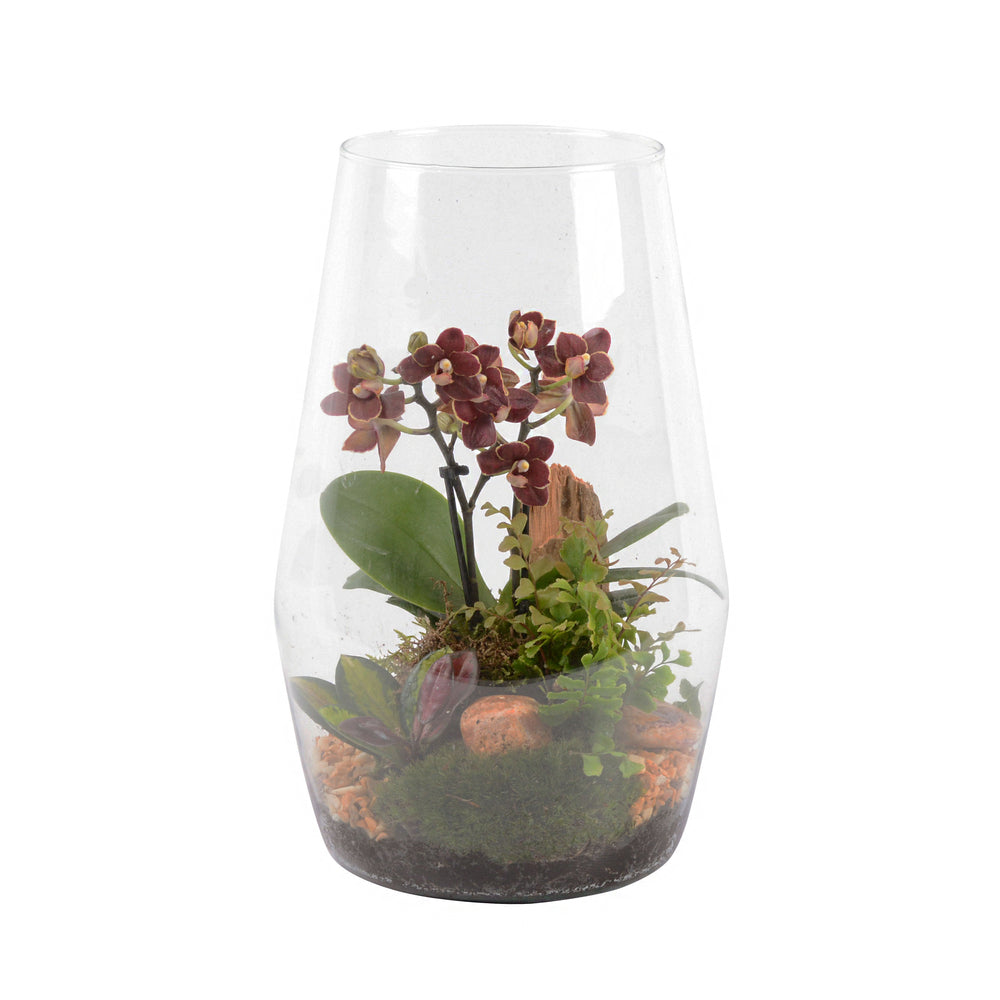  Terrarium Orchidée Phalaenopsis Avec 3 Plantes - D.20cm/H32cm