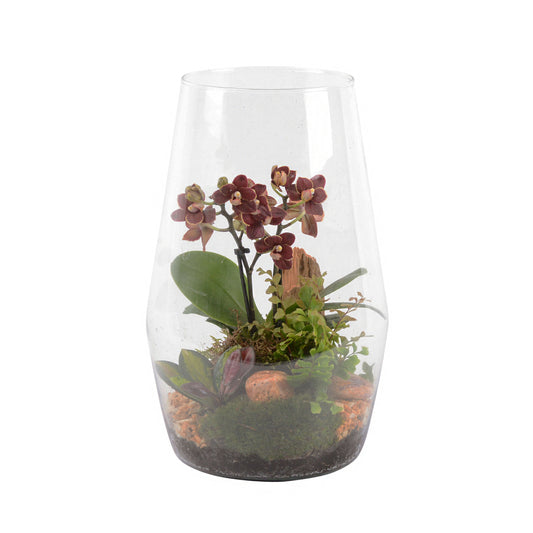  Terrarium Orchidée Phalaenopsis Avec 3 Plantes - D.20cm/H32cm