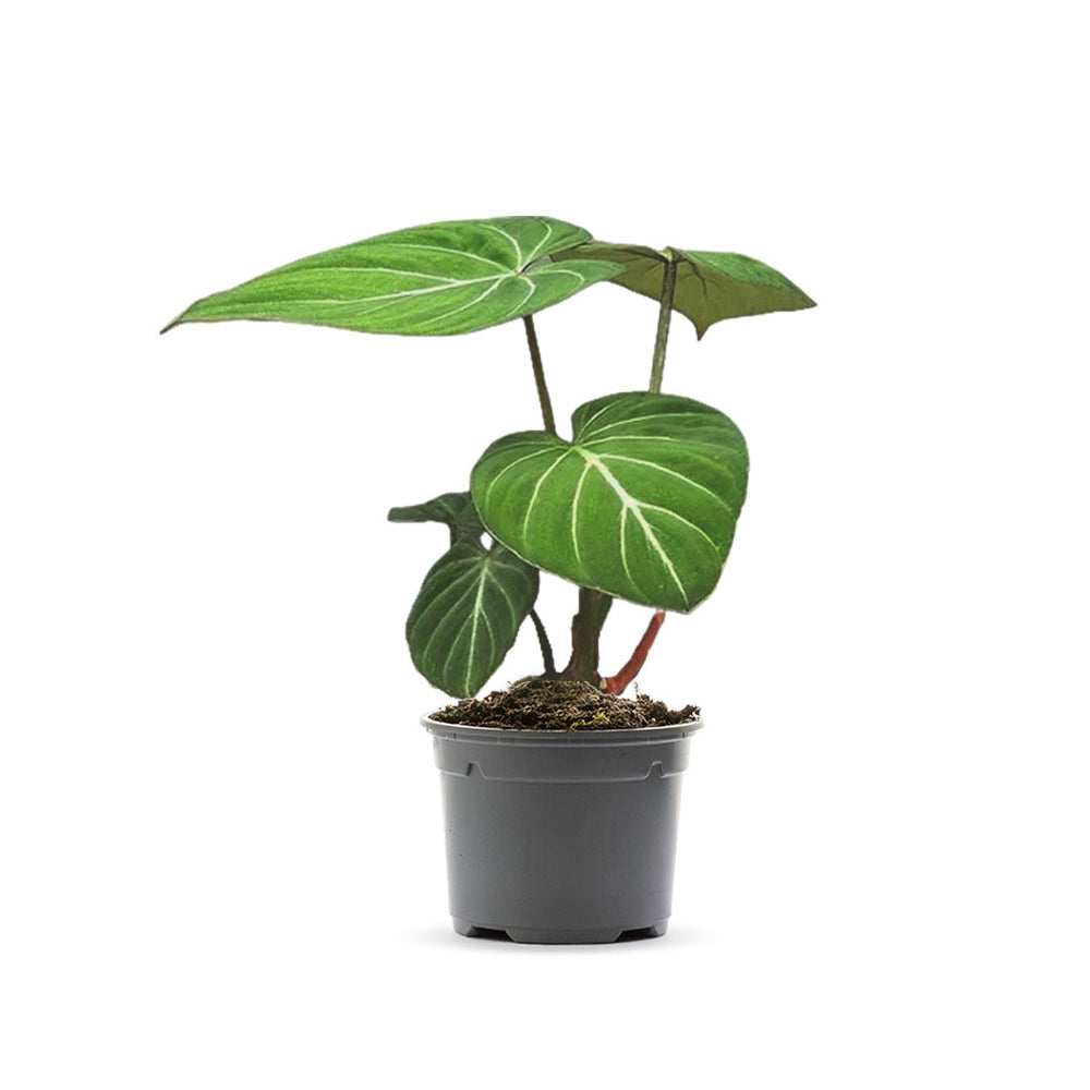  Philodendron 'Gloriosum' : Pot D.12cm/H.35cm