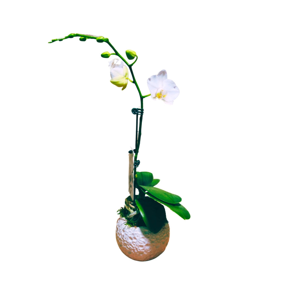  Orchidée Phalaenopsis Blanche : Pot D.11cm