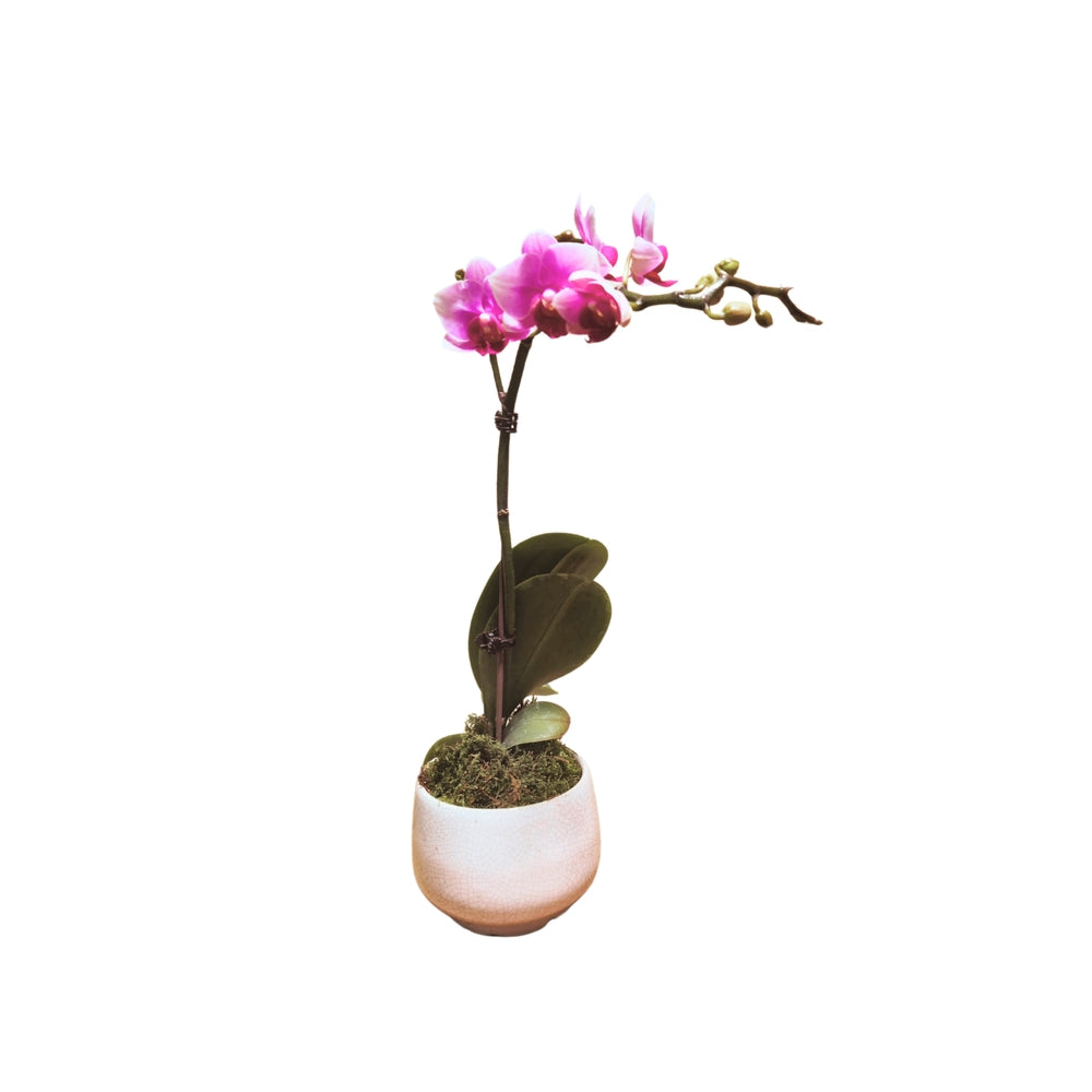  Orchidée Phalaenopsis Rose : Pot D.11cm