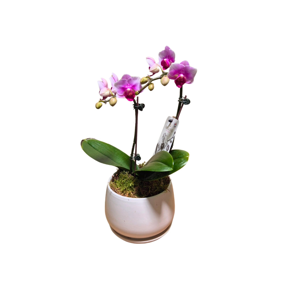  Orchidée Phalaenopsis Rose 2/3 Tiges : Pot D.13cm