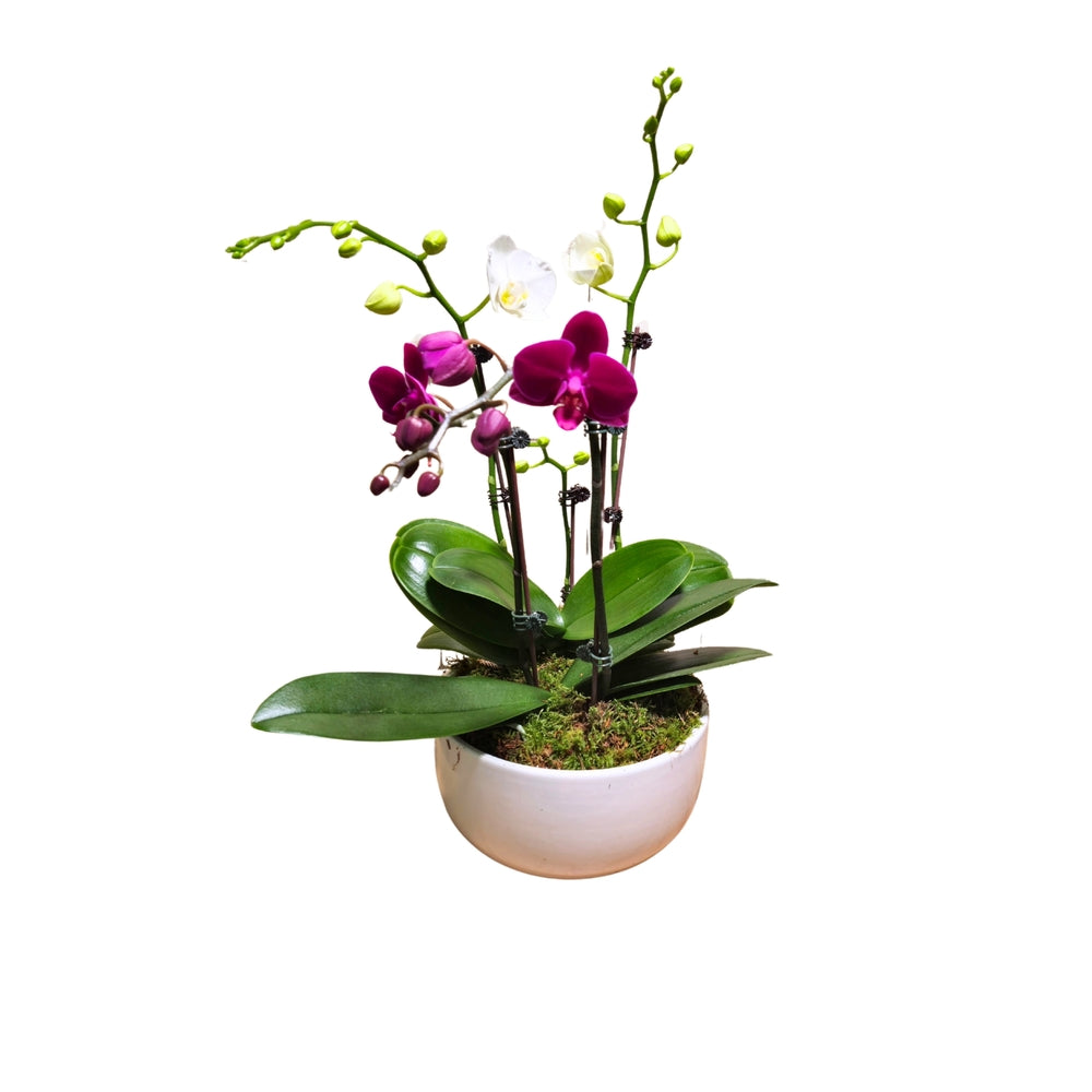  Orchidée Phalaenopsis Mix 4/5 Tiges : Pot D.18cm