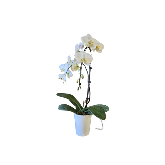  Phalaenopsis Blanc 2 Tiges XL : En Coupe De D.14cm/H.70cm