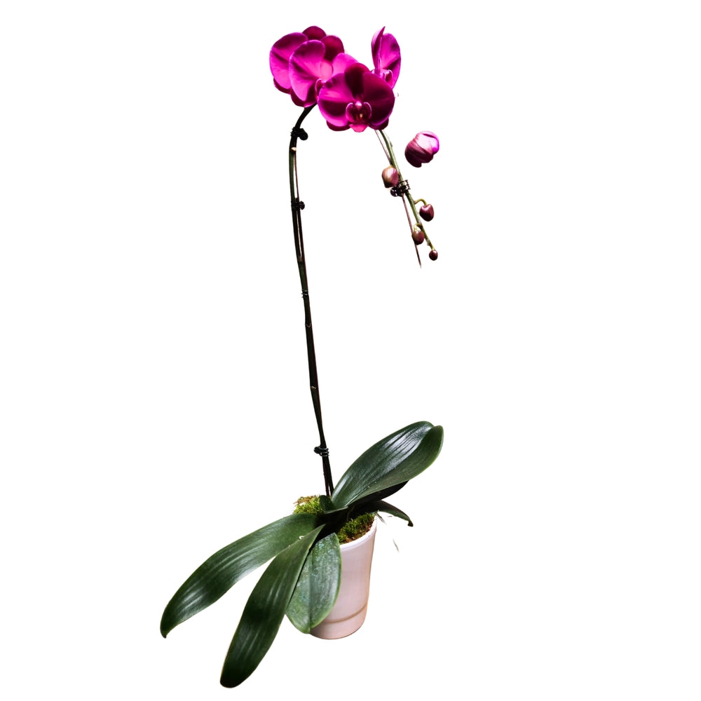  Orchidée Phalaenopsis Fuschia : Pot D.14cm
