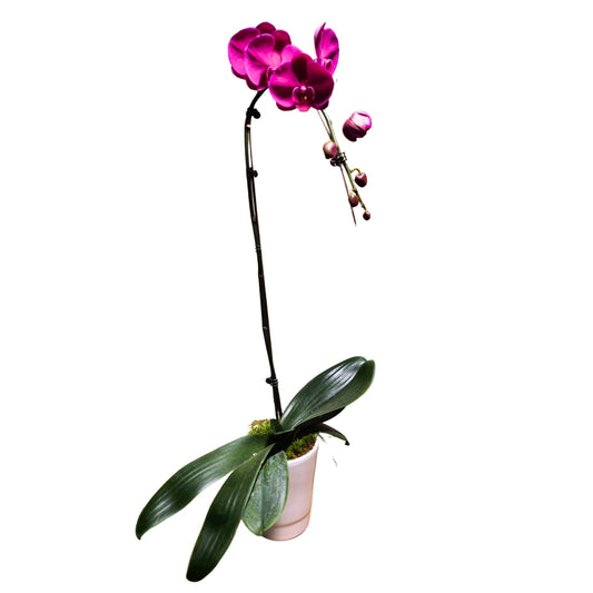  Orchidée Phalaenopsis Fuschia : Pot D.14cm