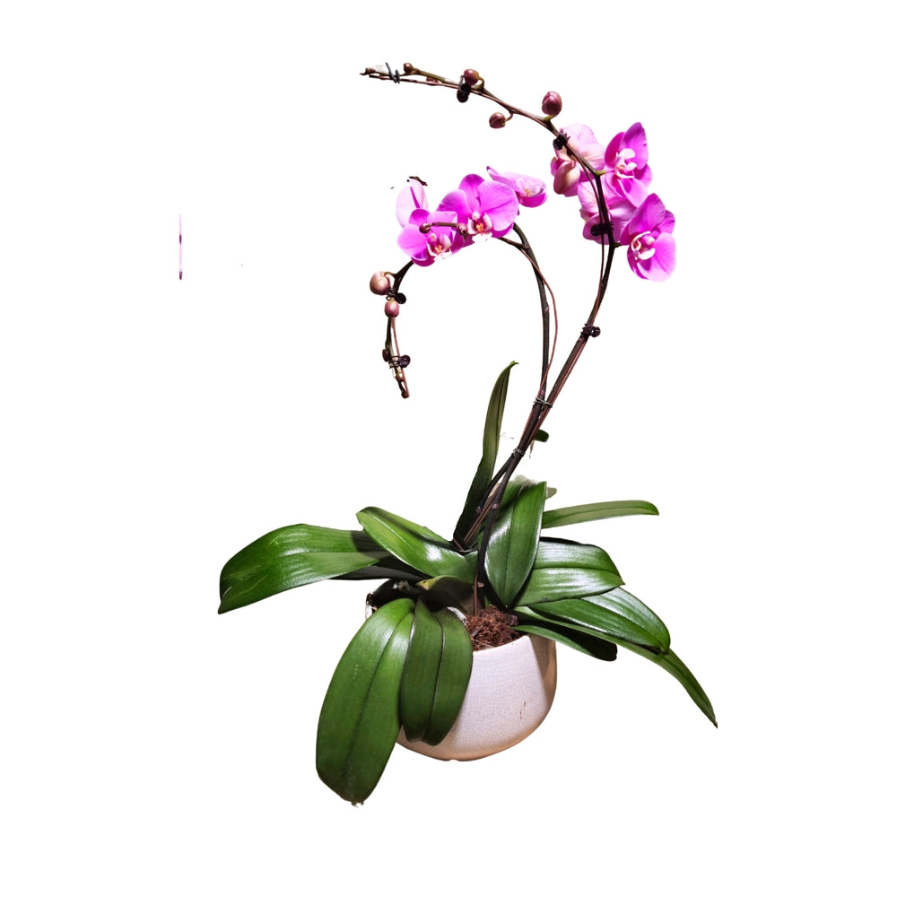  Orchidée Phalaenopsis Rose 2 Tiges : Pot D.24cm
