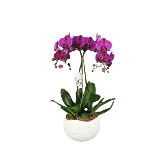  Phalaenopsis Fuschia 4 Tiges XL : En Coupe De D.27cm/H.85cm