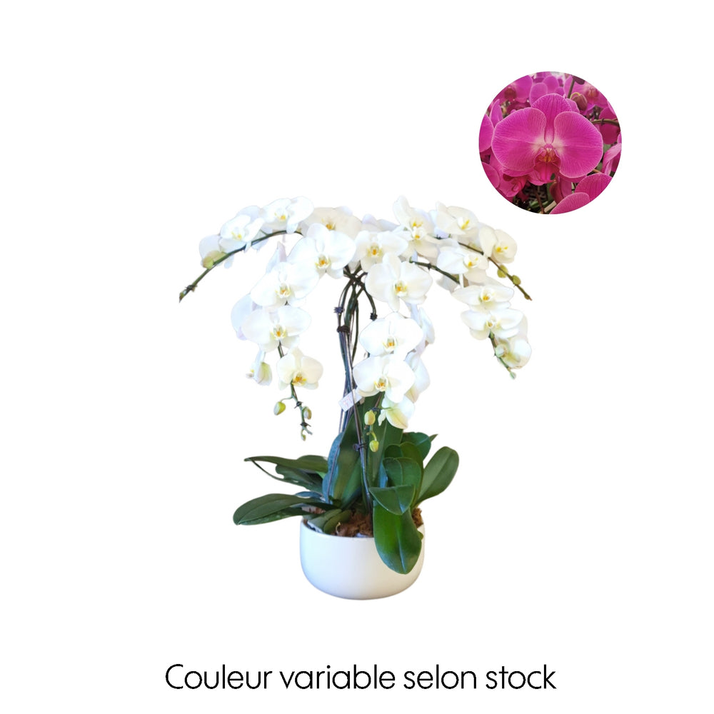  Phalaenopsis, Orchidée Papillon Fushia, 5 Tiges : Pot D.30cm/H.85cm
