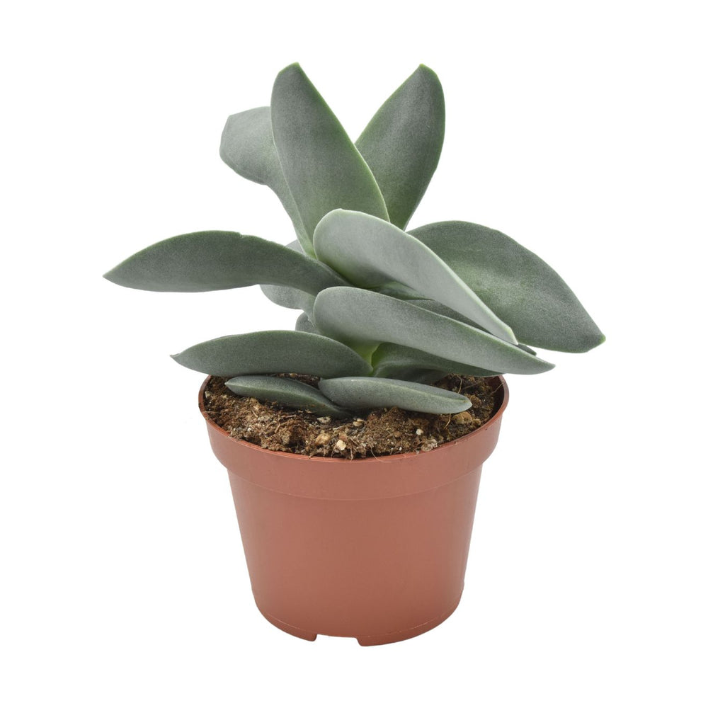  Crassula Boomerang 'Perforata' - Pot De D.10,5cm/H.15cm