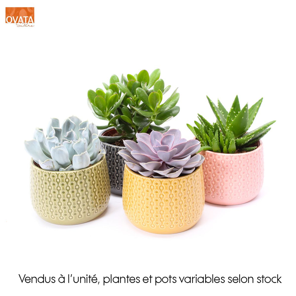  Succulentes Mix - Céramique - D 15cm