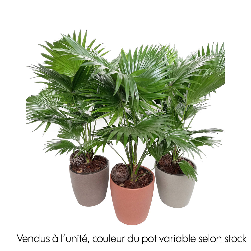  Livistona Rotundifolia - Pot D 18cm