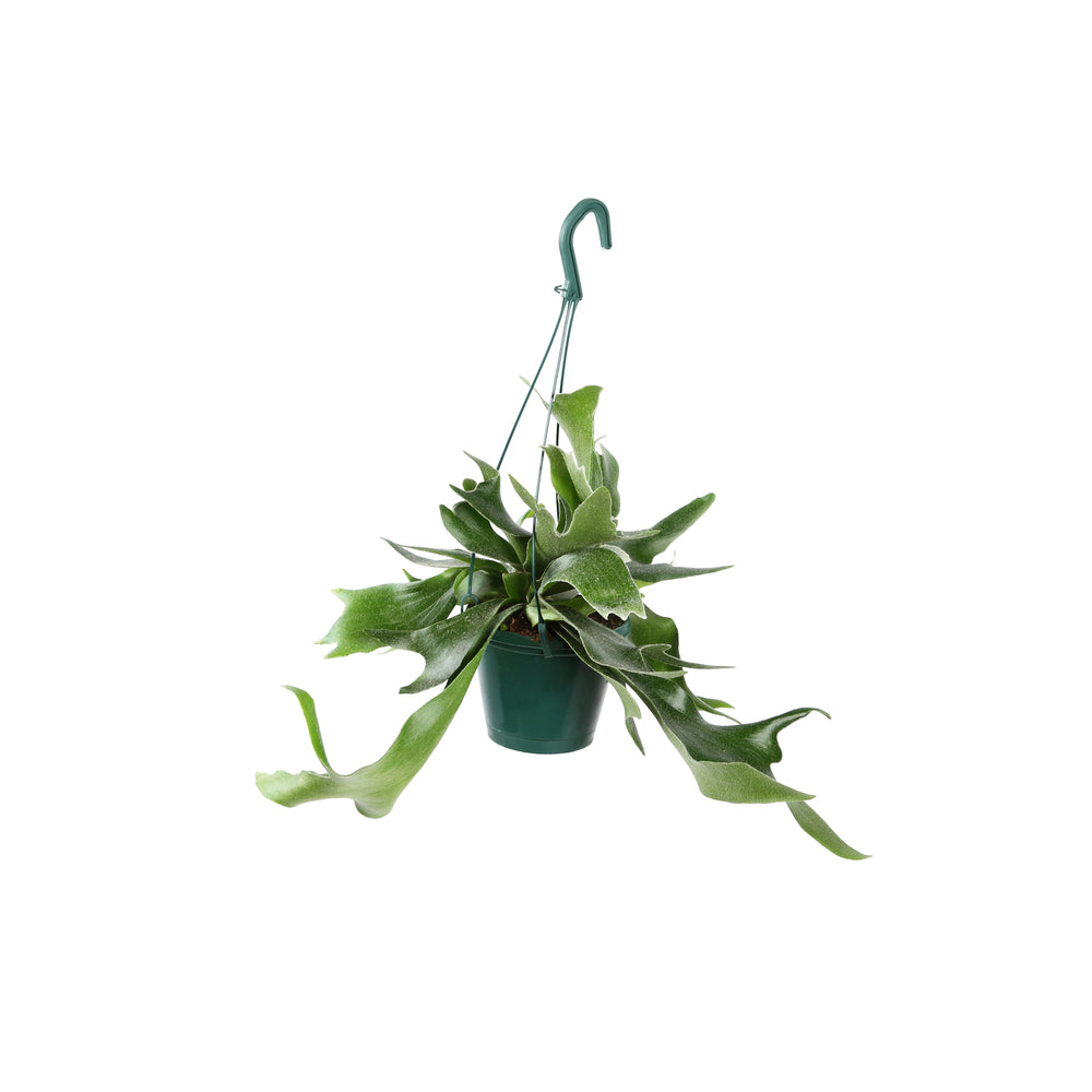  Platycerium Alcicorne - Suspension D.14cm