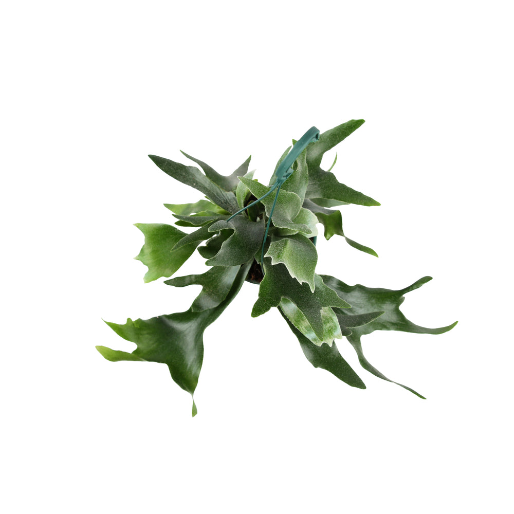  Platycerium Alcicorne - Suspension D.14cm