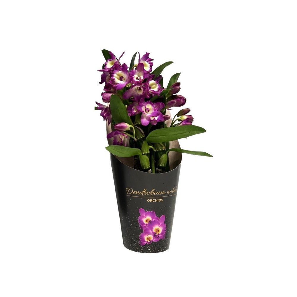  Dendrobium 'Bouquet Purple Rain' - Pot D 12cm - H 35cm