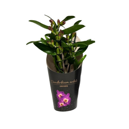  Dendrobium 'Bouquet Purple Rain' - Pot D 12cm - H 35cm