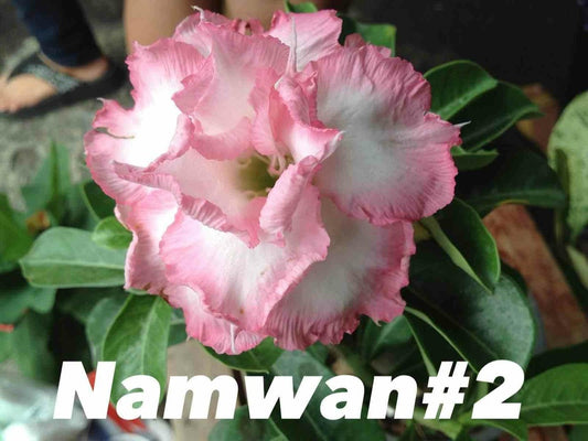  Adenium Obesum Cv Namwan Couleur Floraison:blanc Et Rose - Caudex D'environ 2000g 25/30cm Très Gros Caudex