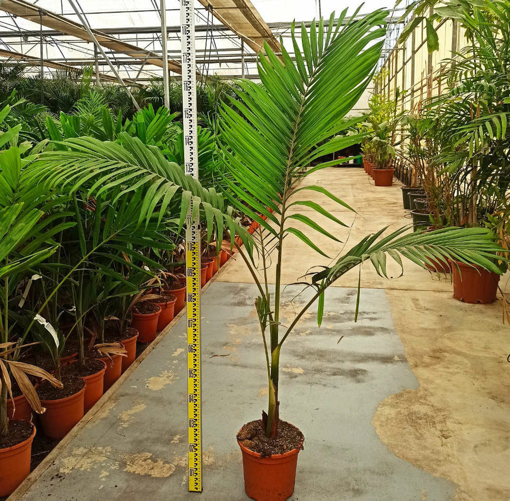  Archontophoenix Alexandrae (palmier Royal) Spécimen Pot De 8l Plusieurs Troncs 100/125cm